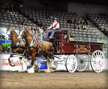 1ère paire de juments pur sang Québec 2012